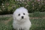 Maltezer puppy, mini, teefje, eigen kweek, België, Maltezer, CDV (hondenziekte), 8 tot 15 weken