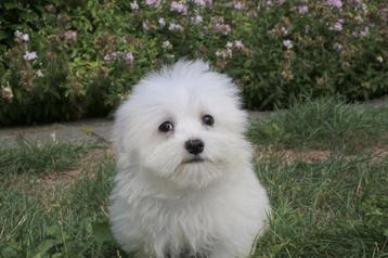 Maltezer puppy, mini, teefje, eigen kweek beschikbaar voor biedingen