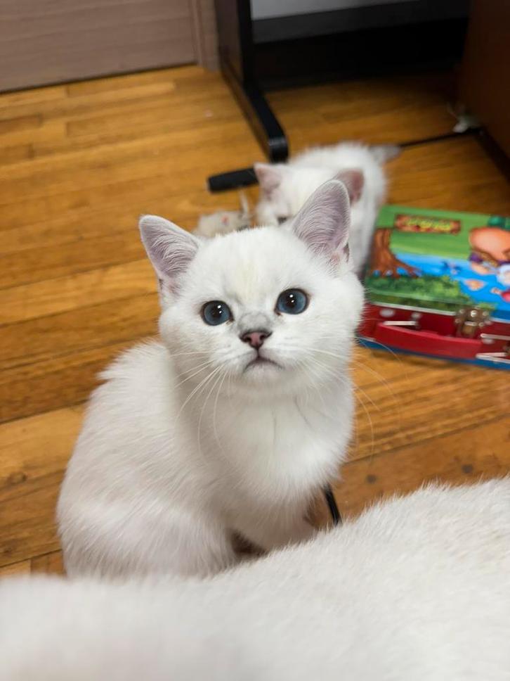 kittens Britse korthaar, Dieren en Toebehoren, Katten en Kittens | Raskatten | Korthaar, Poes, 0 tot 2 jaar, Gechipt, Ontwormd