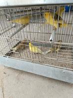 Kanaries, Dieren en Toebehoren, Vogels | Kanaries