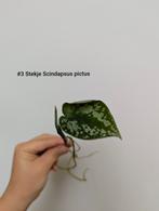 Scindapsus pictus, Autres espèces, Moins de 100 cm, Enlèvement, Plante verte