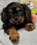 cavalier king charles spaniel pups, België, Overige rassen, CDV (hondenziekte), 8 tot 15 weken