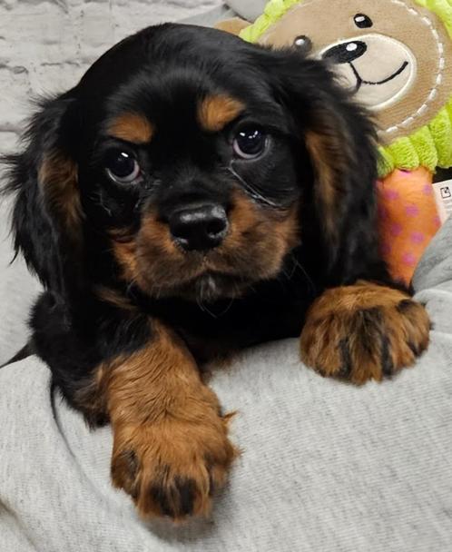 cavalier king charles spaniel pups, Dieren en Toebehoren, Honden | Chihuahua's en Gezelschapshonden, Meerdere dieren, Overige rassen
