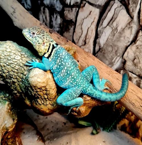 Crotaphytus collaris (hagedis), Dieren en Toebehoren, Reptielen en Amfibieën | Toebehoren, Nieuw, Overige typen, Ophalen