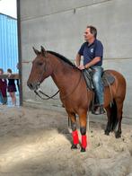 18-jarige PRE ruin – gouden karakter – enkel naar 5 thuis, Animaux & Accessoires, Chevaux, 11 ans ou plus, Hongre, Moins de 160 cm