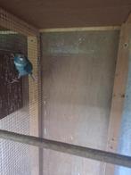 Kakariki's, Dieren en Toebehoren, Meerdere dieren, Parkiet, Geringd