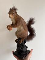 Vintage Squirrel with nut taxidermy, Verzamelen, Ophalen of Verzenden, Zo goed als nieuw, Wild dier, Opgezet dier