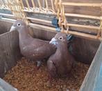 2 jonge duifjes MEULEMANS, Dieren en Toebehoren