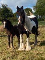 Jument Irish Cob 10 ans suitée d’une pouliche., Dieren en Toebehoren, Ophalen of Verzenden