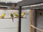 Pastel bergen en barraband 25, Parkiet, Geringd