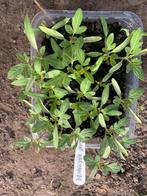 Marmande tomatenplantjes, Ophalen