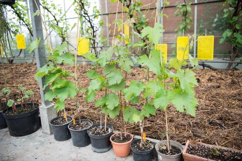 Druivelaars in pot, Tuin en Terras, Planten | Fruitbomen, Overige soorten, Minder dan 100 cm, Volle zon, Lente, In pot, Ophalen