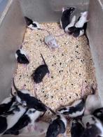 Voederratten zowel levend als diepvries, Dieren en Toebehoren, Knaagdieren, Oktober, Meerdere dieren, Rat