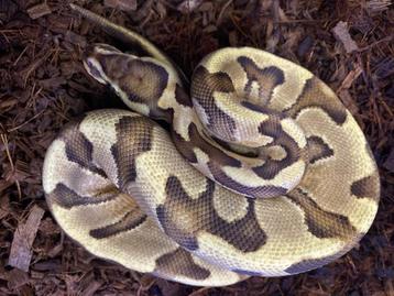 Enchi fire crypton/amon 100% het dg ball python beschikbaar voor biedingen