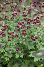 10 zaden donkerpaarse tot bijna zwarte Geranium phaeum, Verzenden, Voorjaar, Zaad