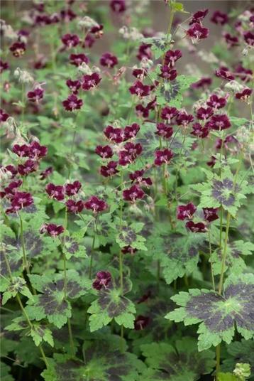 10 zaden donkerpaarse tot bijna zwarte Geranium phaeum beschikbaar voor biedingen