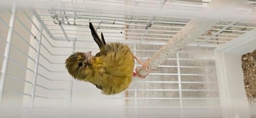 Canari fife fancy, Dieren en Toebehoren, Vogels | Hokken en Kooien, Gebruikt, Overige typen, Overige materialen, Ophalen