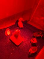 Celadon kwartels, Animaux & Accessoires, Volatiles, Plusieurs animaux, Autres espèces