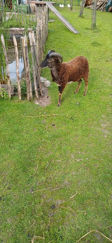 Soay schaap, Mouton