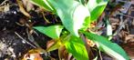 Daslook, doorlevende plant, Ophalen, Vaste plant, Halfschaduw, Kruiden
