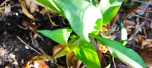 Daslook, doorlevende plant, Tuin en Terras, Planten | Tuinplanten, Vaste plant, Kruiden, Halfschaduw, Lente, Ophalen