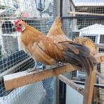 Java kriel haantje, Dieren en Toebehoren, Pluimvee, Mannelijk, Kip