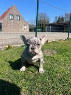 Franse bulldog pups, Dieren en Toebehoren, Honden | Bulldogs, Pinschers en Molossers, 15 weken tot 1 jaar, Buitenland, CDV (hondenziekte)