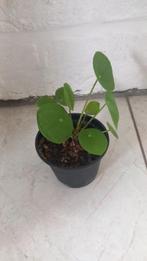 Pannenkoekplant - Pilea 'Peperomioides', Maison & Meubles, Plantes d'intérieur, Ombre partielle, En pot, Plante verte, Enlèvement