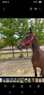 E pony, Merrie