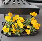 Grote rechthoekige mand met Gele violen, Tuin en Terras, Ophalen, Zomer, Vaste plant