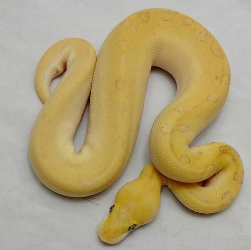 Super Pastel Lesser Pinstripe Clown het Pied koningspython, Dieren en Toebehoren, Reptielen en Amfibieën, Slang, 0 tot 2 jaar