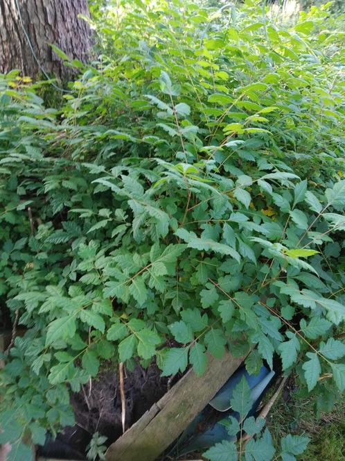 kleine boom Koelreuteria Paniculata 1,2,3 jarig plantgoed, Jardin & Terrasse, Plantes | Arbustes & Haies, Enlèvement