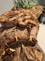 boa imperator Kubsh pastel jungle, Animaux & Accessoires, Reptiles & Amphibiens