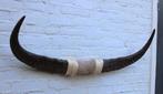 Texas style BULLBAR- 96 cm - waterbuffel hoorns (ref. i2), Enlèvement, Neuf, Animal de ferme, Autres types