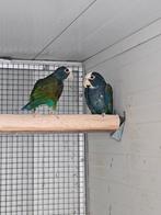 Pionus à tête blanche à mercure, Plusieurs animaux, Perroquet, Bagué