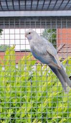 Rosella hemelsblauw pastel opaline pop 2025, Dieren en Toebehoren, Vrouwelijk, Parkiet, Geringd