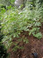 Vlierbessen struik, Tuin en Terras, Ophalen of Verzenden, Struik