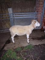 Dekram Wiltshire Horn, Dieren en Toebehoren, Schapen, Geiten en Varkens, Mannelijk, Schaap, 0 tot 2 jaar