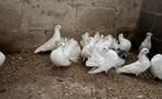 Pauwstaart en sierduiven, Dieren en Toebehoren, Vogels | Duiven