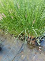 pennisetum siergrassen aan 0,50 euro/stuk, Ophalen, Vaste plant, Siergrassen, Halfschaduw