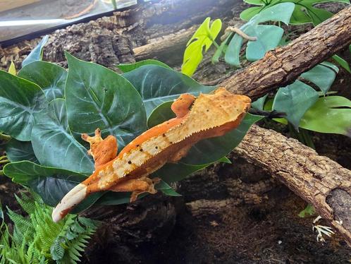 Vele Prachtige wimpergekkos tegen scherpe prijzen, Dieren en Toebehoren, Reptielen en Amfibieën, Amfibie