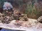 Zeeaquarium 2m x 60cm x 60cm, Dieren en Toebehoren, Ophalen, Zo goed als nieuw, Gevuld zeewateraquarium
