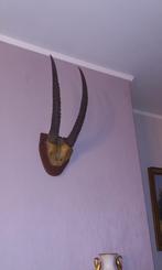 decoratief jachttrofee met antilopehoorns., Collections, Collections Animaux, Enlèvement, Comme neuf, Animal sauvage, Crâne