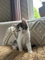 Hele lieve kittens, Dieren en Toebehoren, Katten en Kittens | Raskatten | Korthaar, Meerdere dieren, Ontwormd, 0 tot 2 jaar