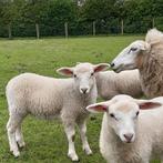 Jong schaapje te koop, Animaux & Accessoires, Moutons, Chèvres & Cochons, Mouton, Femelle, 0 à 2 ans