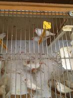 WINTERHARDE ZEBRAVINKEN - DIAMANTDUIFJES  NU 15 EURO/KOPPEL, Dieren en Toebehoren, Meerdere dieren, Tropenvogel