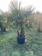‼️Palmbomen trachycarpus fortunei meerstammig ‼️, Ophalen