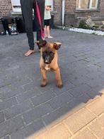 Mechelse herder met Stamboom, Dieren en Toebehoren, België, Particulier, Eén hond, Reu