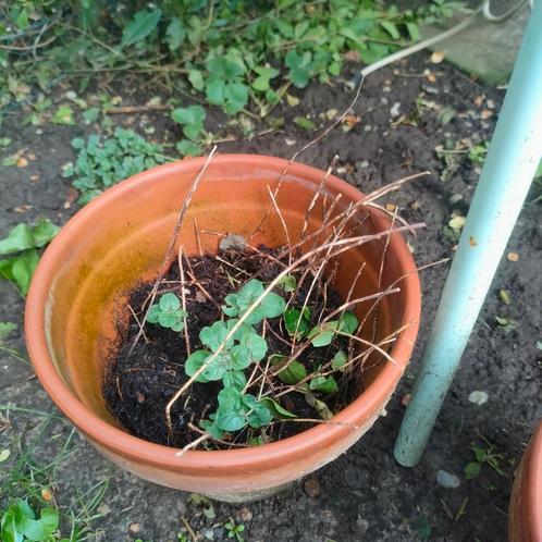 oregano, Tuin en Terras, Planten | Tuinplanten, Ophalen