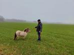 Apart gekleurd mini merrie'tje, Dieren en Toebehoren, Merrie, A pony (tot 1.17m), Gechipt, 0 tot 2 jaar